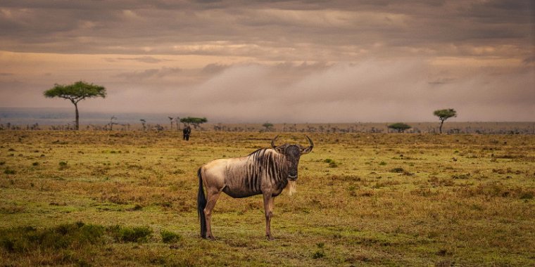 113 Masai Mara, gnoe.jpg